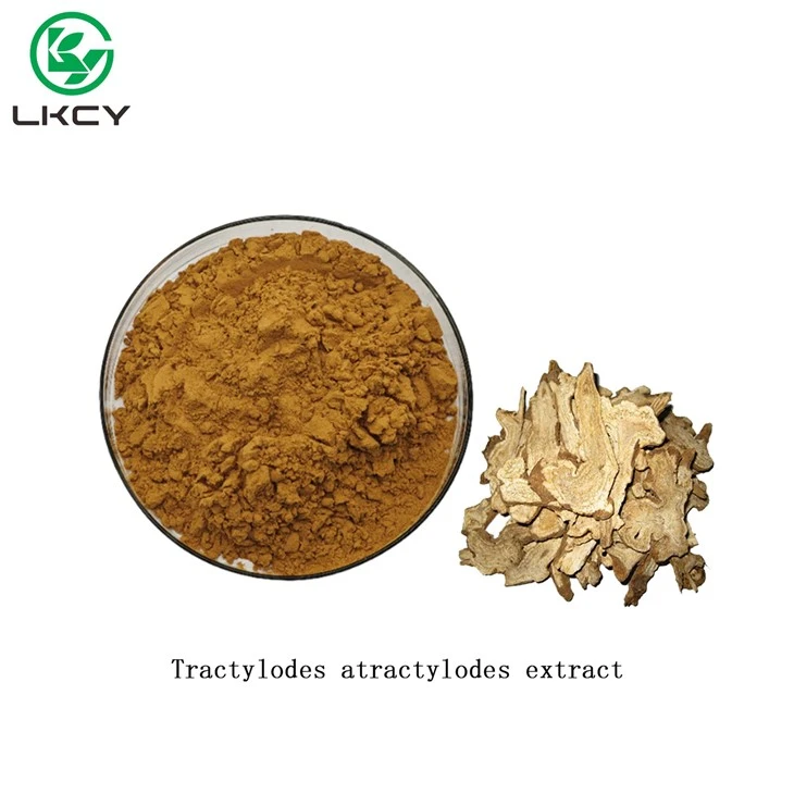 Chiết xuất Tractylodes Atractylodes